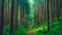 Custom Peaceful Forest Trail Wallpaper