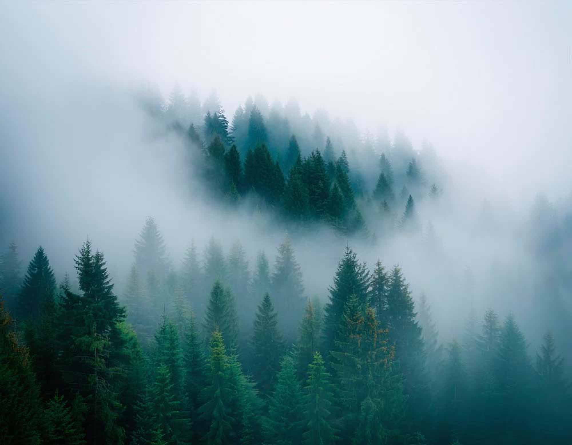 Foggy Pines Dreamscape Wallpaper