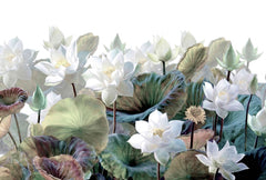 Wallpaper with large realistic white lotus flowers and sage, teal and burgundy lotus leaves on a white background.