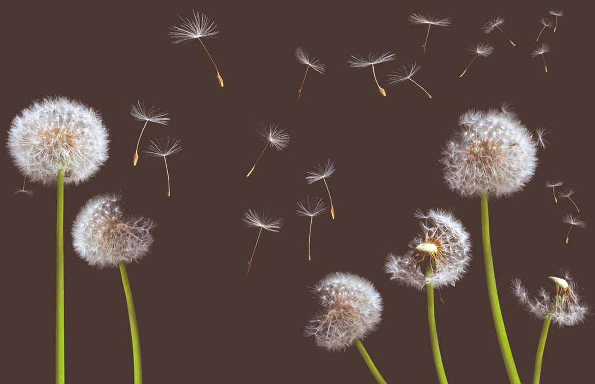 Bruin paardenbloembehang – witte paardenbloemen op chocoladebruin