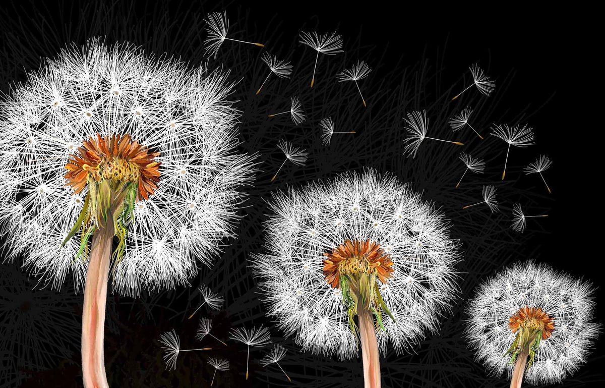 Paardenbloemen op zwart – grote witte en oranje bloemen