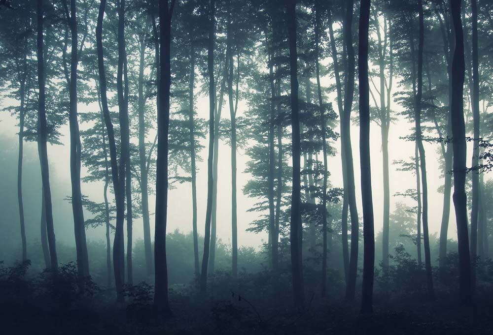 Papier peint forêt sombre dans le brouillard – Papier peint panoramique sous-bois feutré bleu canard