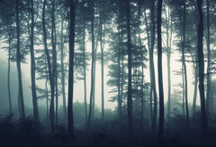 Custom Dark Forest Wallpaper Moody Nature Scene Wall Mural Gothic Decor