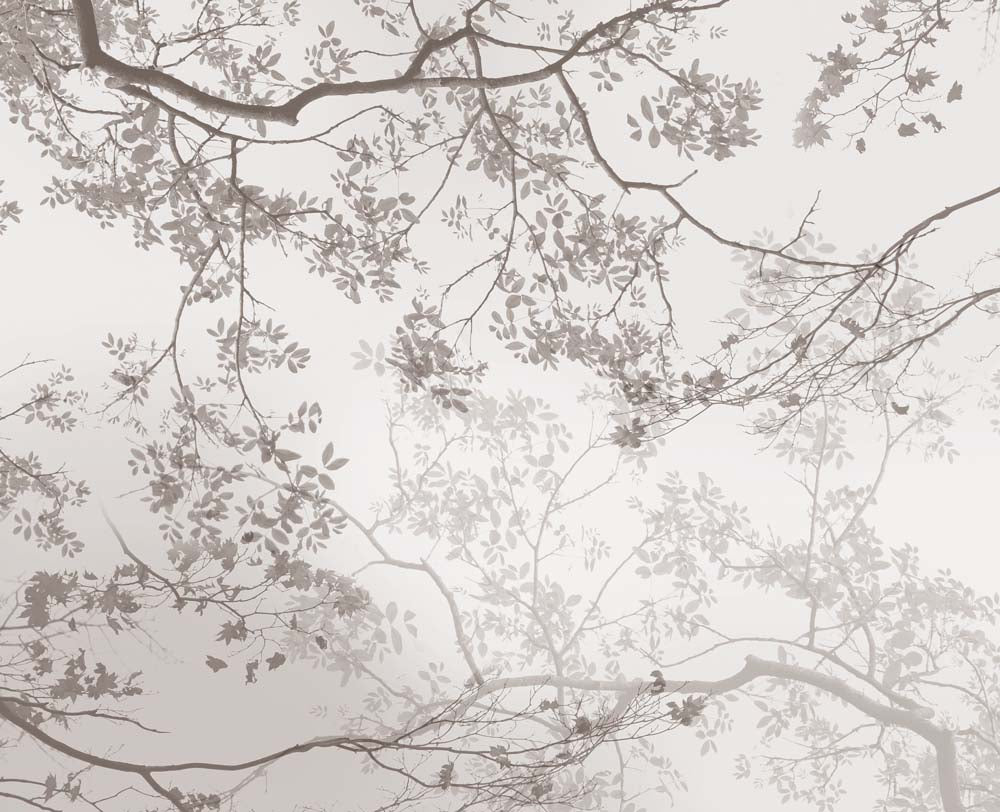 Papier peint branches d’arbres entrelacées – Papier peint panoramique canopée taupe douce