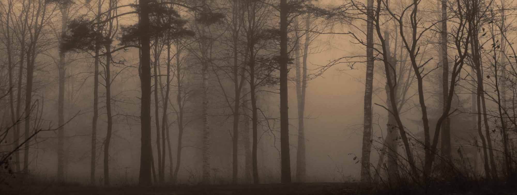 Tapeta Mglisty Zmierzch Lasu - Ciemna i enigmatyczna scena leśna