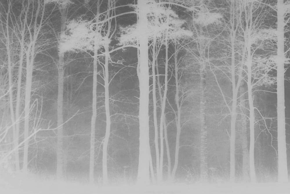 Grijs mistig bos behang – witte boomsilhouetten fotobehang