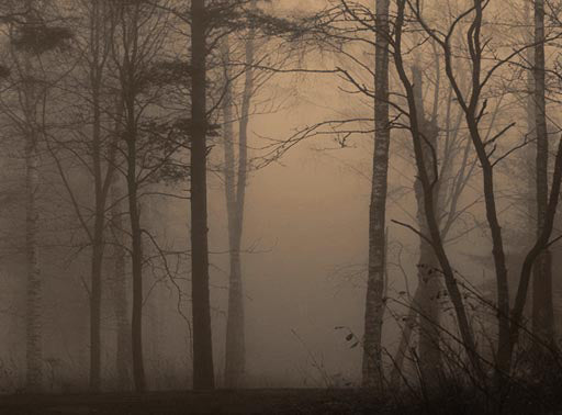 Fototapete Nebelwald in der Dämmerung – Dunkle Bäume im Bernsteinnebel