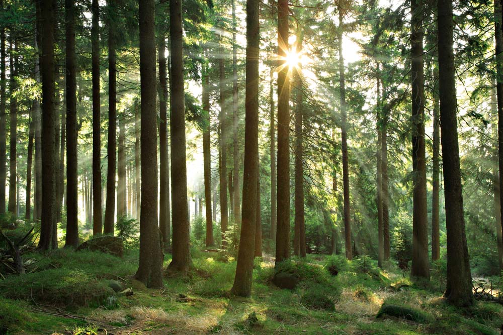 Fotobehang met zonnig dennenbos – hoge bomen in het zonlicht
