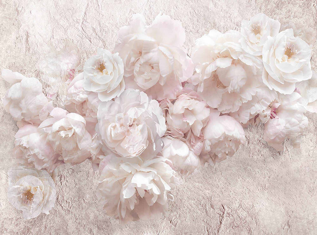 Papier peint pivoines rose poudré – Papier peint panoramique pivoines roses sur fond texturé