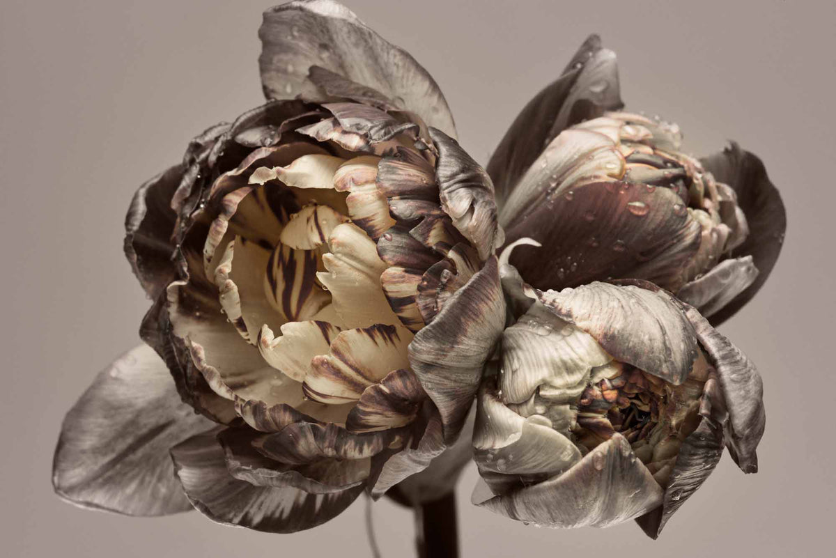 Dramatische close-up van pioenrozen – taupe en crèmekleurig bloemenbehang