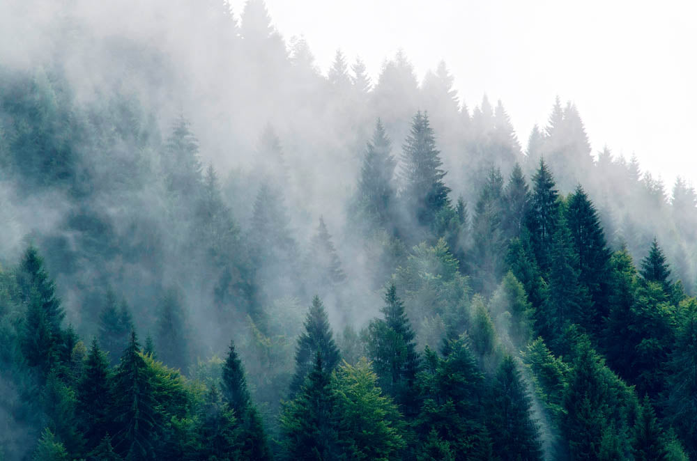 Papier peint forêt de conifères dans le brouillard – Papier peint panoramique pins bleu canard dans la brume