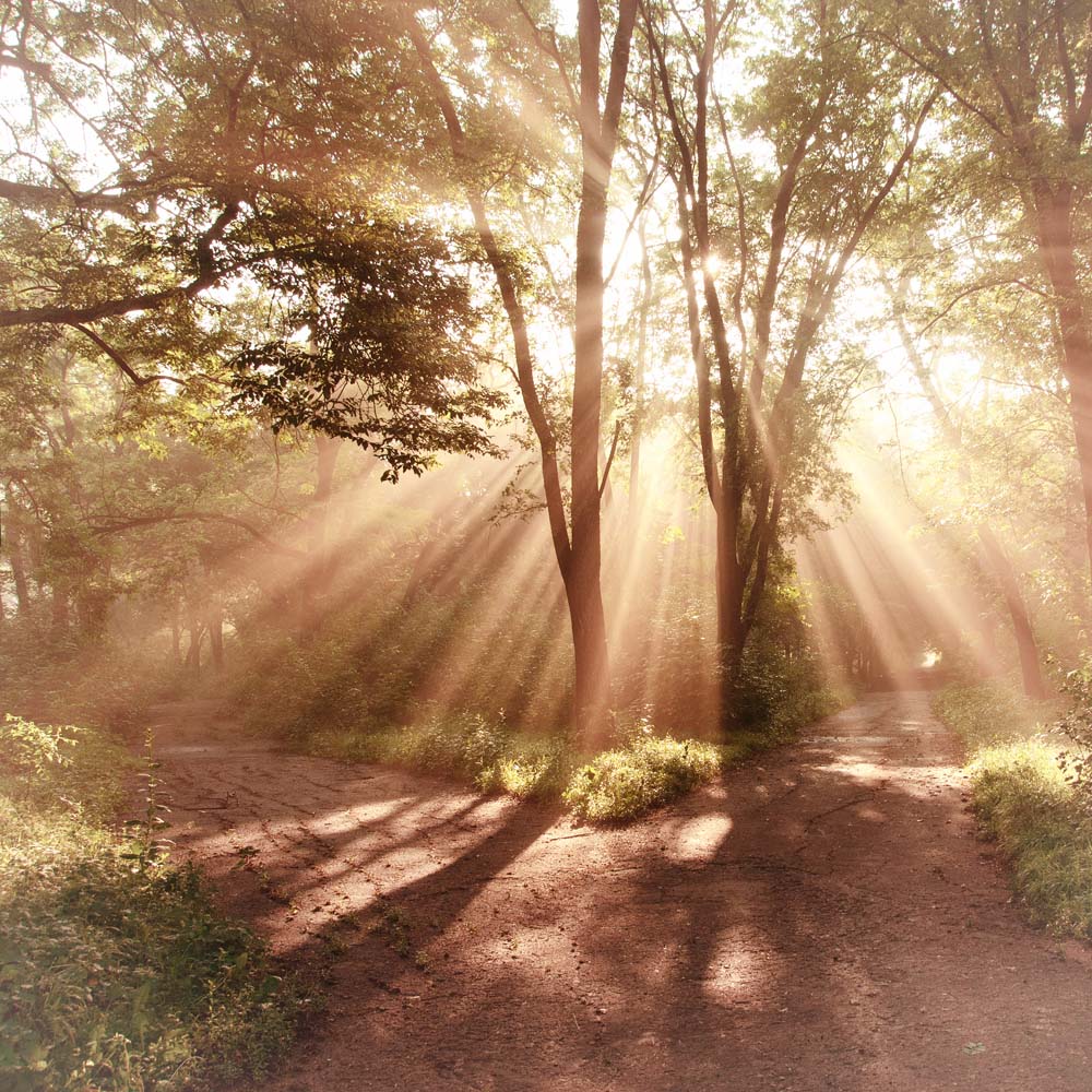 Fototapete Sonniger Waldweg – Goldene Lichtstrahlen im Wald