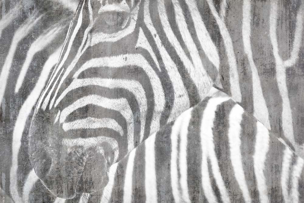 Zebrabehang – zwart-wit dierenprint op fotobehang met betonstructuur