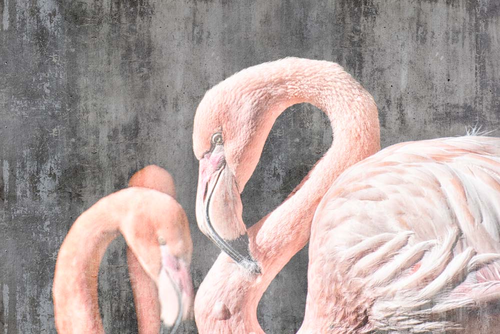 Fototapete Rosa Flamingo – Große Flamingos auf gealterter Betonwand