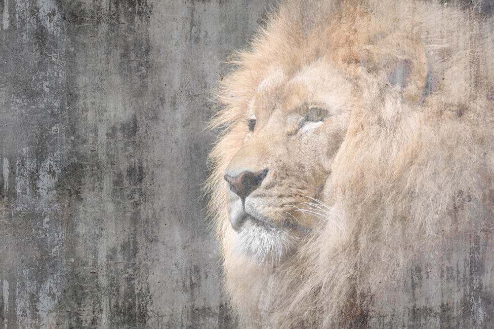Leeuwenportret fotobehang – koning van de savanne op verweerd beton