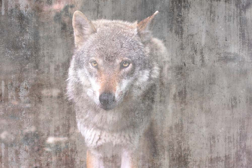Papier peint portrait de loup – Papier peint panoramique animal de la forêt sur béton vieilli