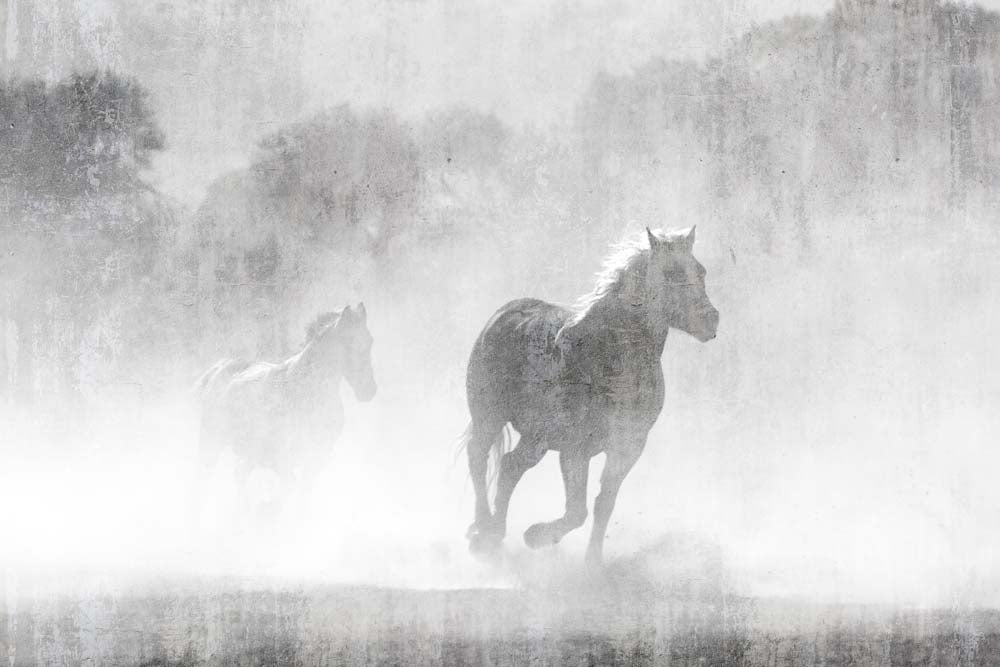 Papier peint chevaux dans la brume – Papier peint panoramique chevaux au galop dans le brouillard sur béton