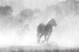 Misty Horses Wall Mural Old Cement Concrete Texture Animals Wallpaper