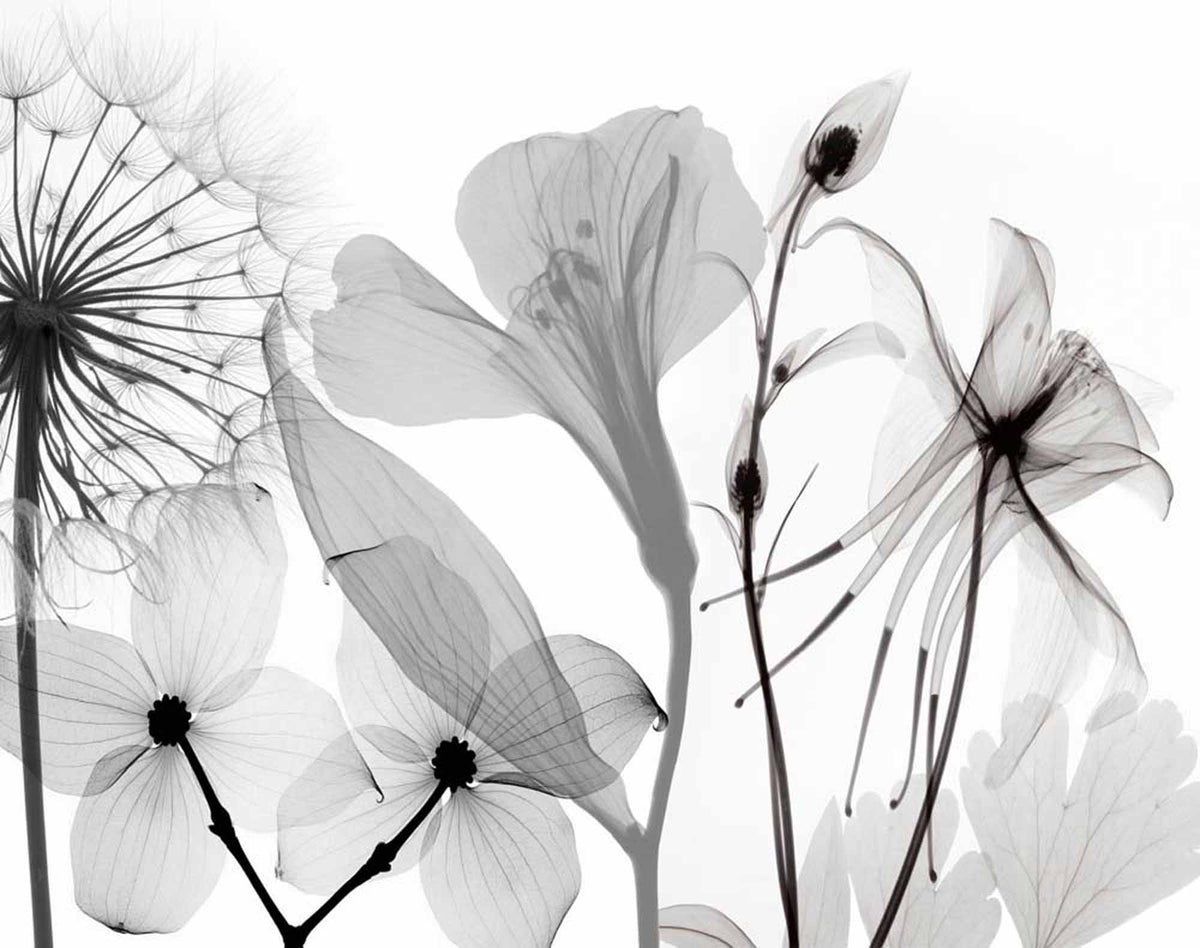 Fototapete Röntgen-Blumen – Schwarz-weißes transparentes Blumenmotiv