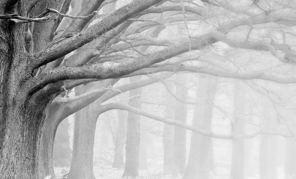 Black and White Trees Wall Mural Foggy Forest Wallpaper