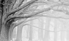 Custom Black and White Trees Wall Mural Foggy Forest Wallpaper