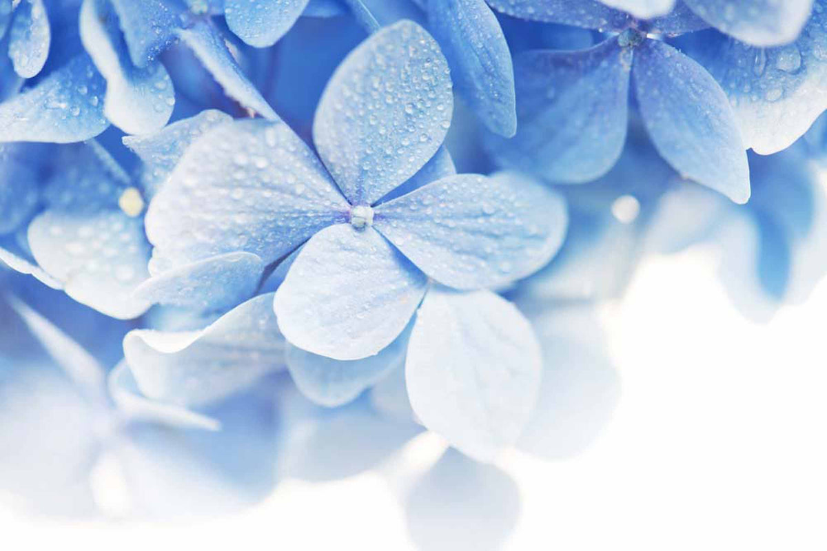 Custom Tranquil Hydrangea Bloom Wallpaper