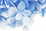 Tranquil Hydrangea Bloom Wallpaper