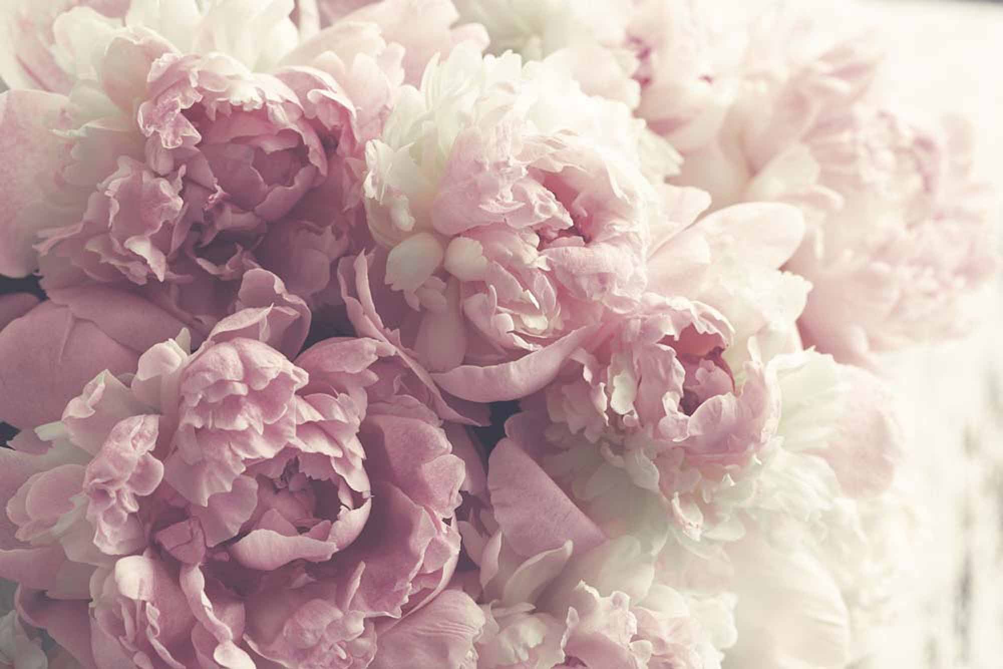 Gentle Blush Flower Wallpaper