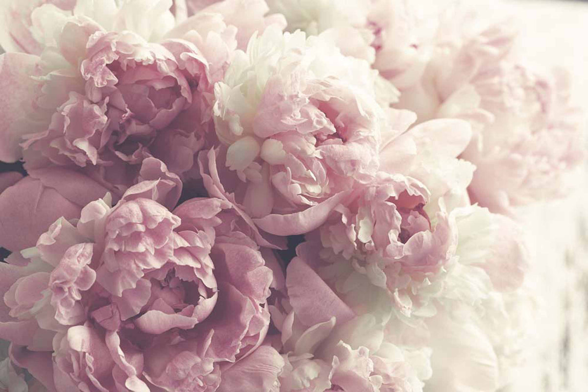 Papier peint pivoine rose poudré en gros plan – Papier peint panoramique fleurs de pivoine roses