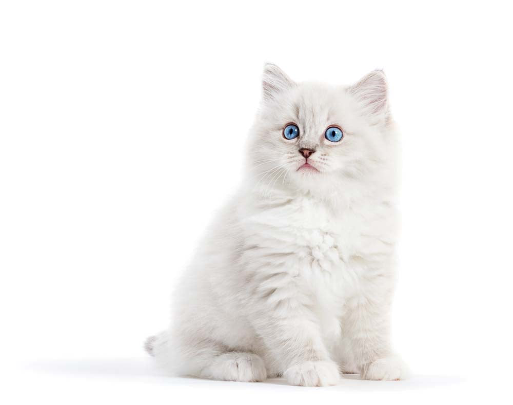 Tapeta Ragdoll Cat White Kitten