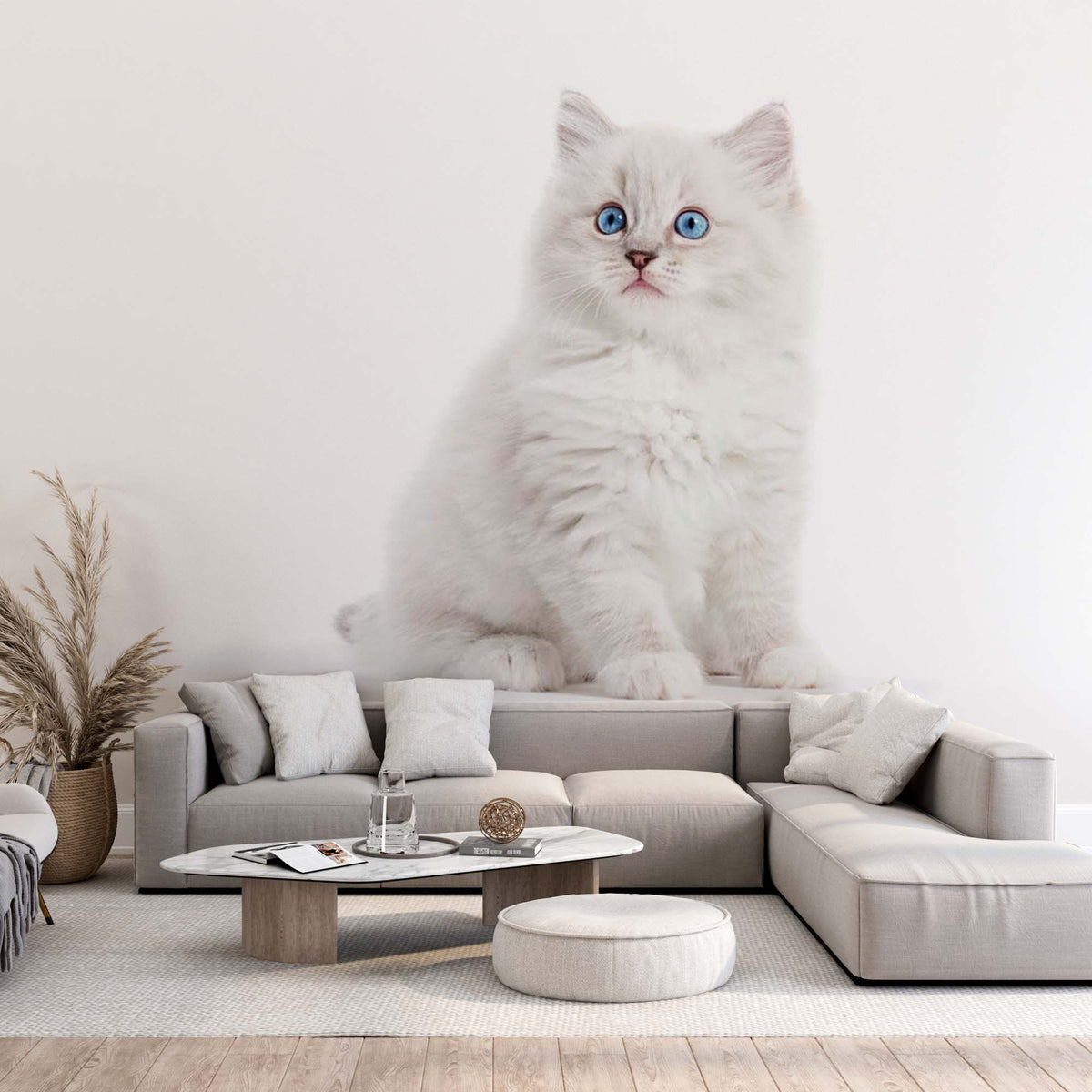 Custom Ragdoll Cat Wall Mural White Kitten Wallpaper