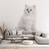 Ragdoll Cat Wall Mural White Kitten Wallpaper