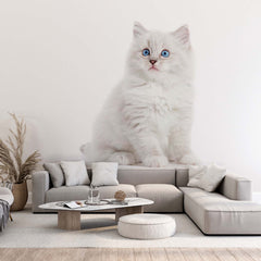 Custom Ragdoll Cat Wall Mural White Kitten Wallpaper