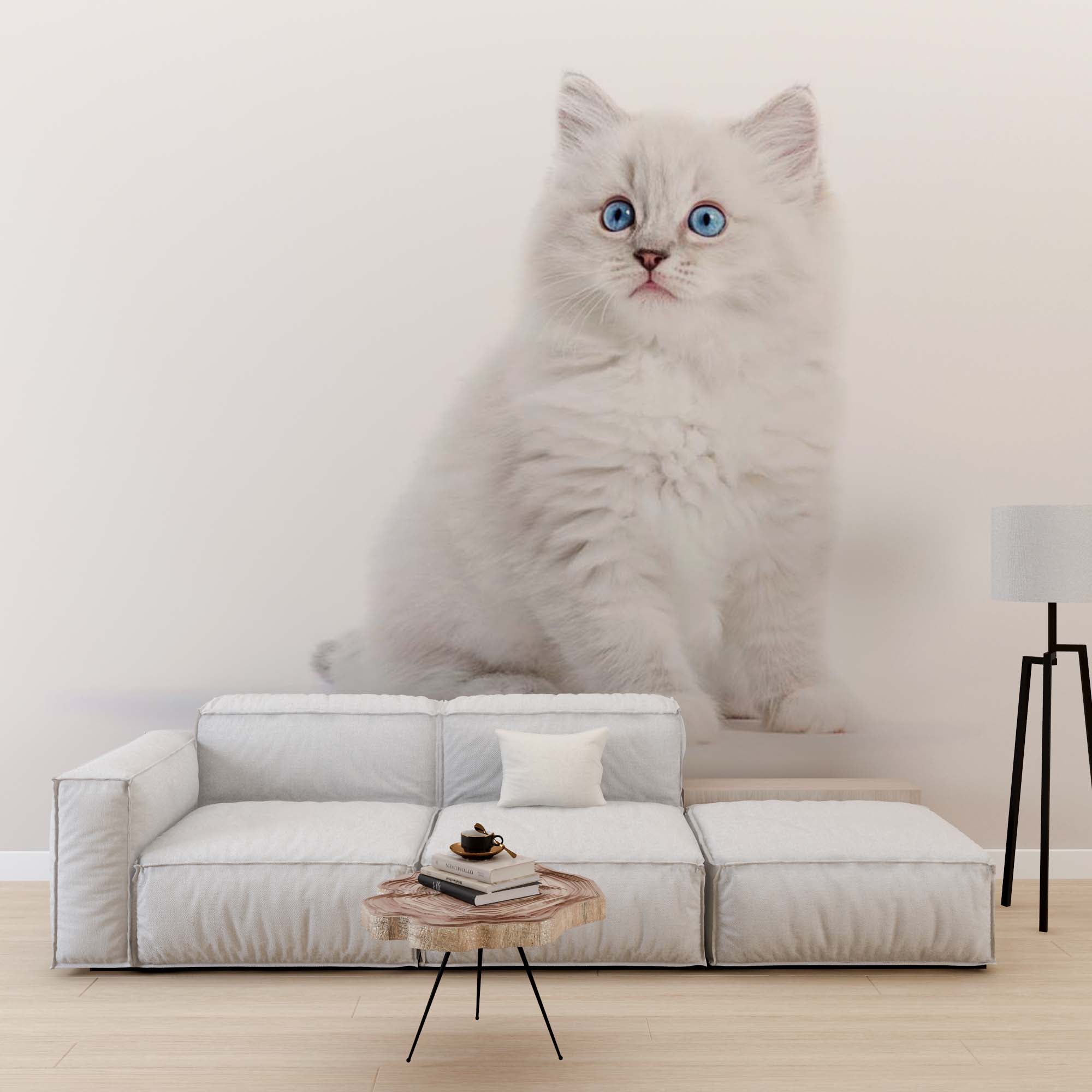 Ragdoll Cat Wall Mural White Kitten Wallpaper