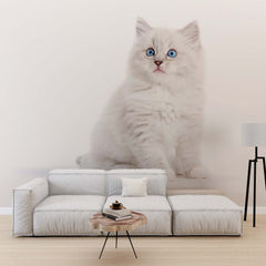 Niestandardowa fototapeta Ragdoll Cat White Kitten Wallpaper