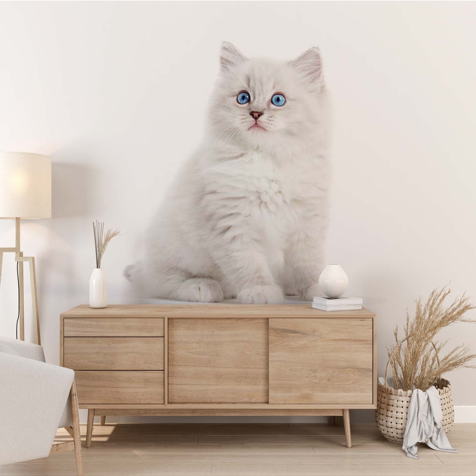 Ragdoll Cat Wall Mural White Kitten Wallpaper