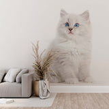 Ragdoll Cat Wall Mural White Kitten Wallpaper