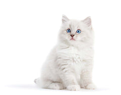 Custom Ragdoll Cat Wall Mural White Kitten Wallpaper