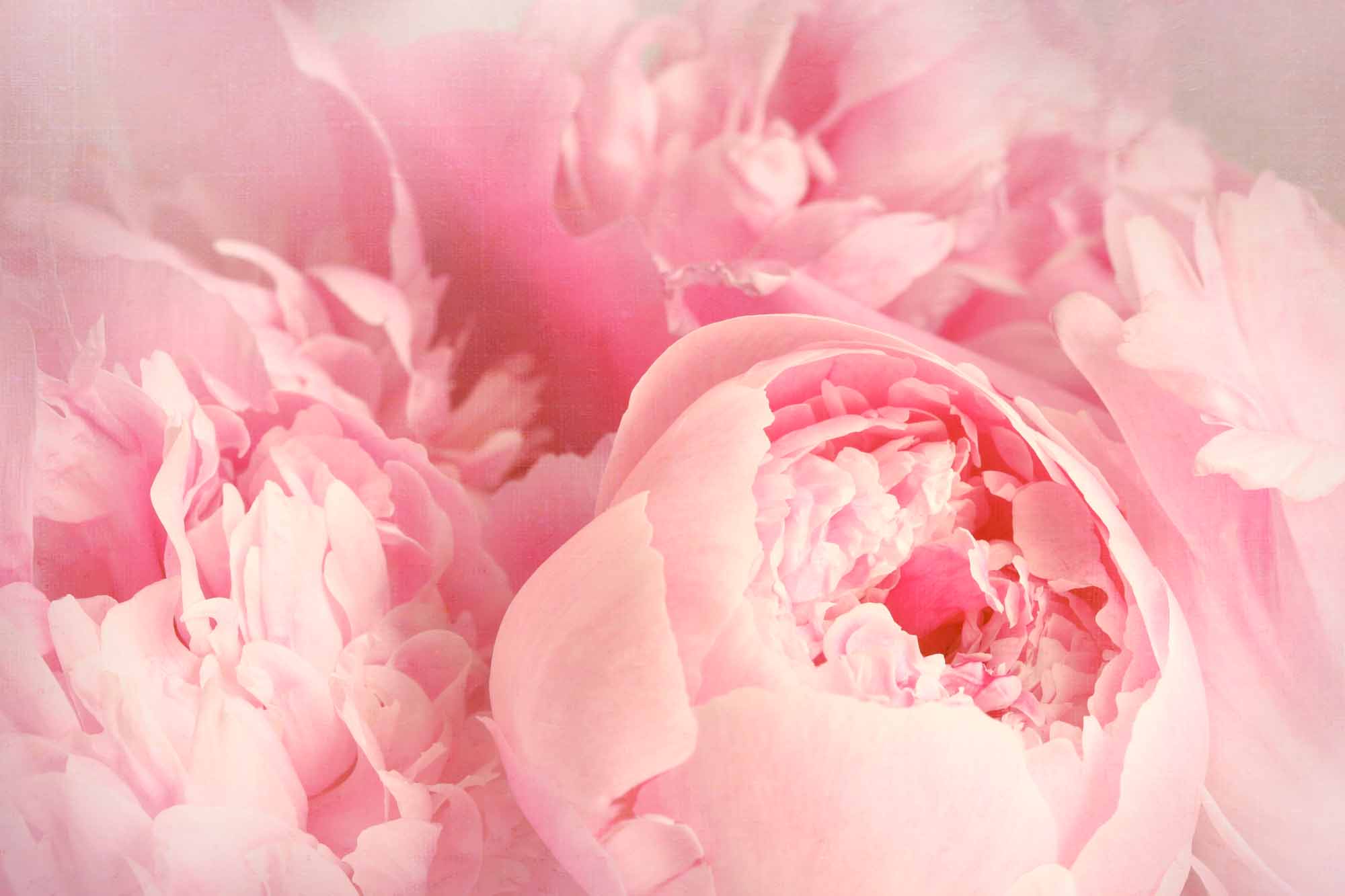 Pastel Peony Romance Wallpaper