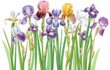 Elegant Iris Flower Display Wallpaper Mural