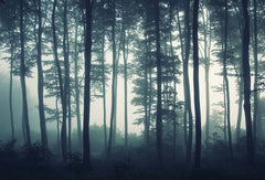 Custom Mystical Foggy Forest Wall Mural Wallpaper