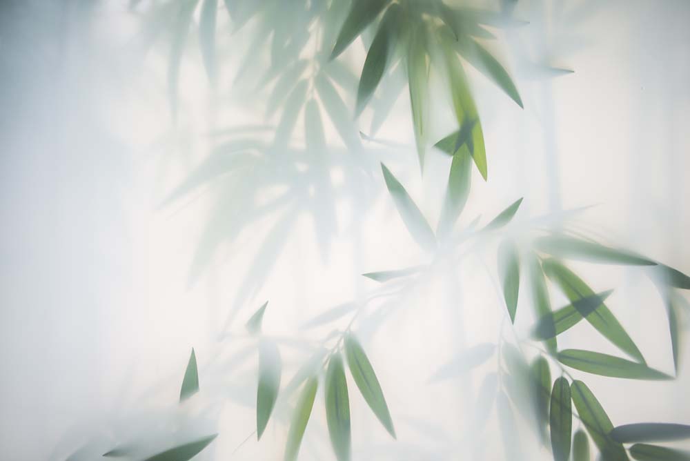 Foggy Bamboo Leaves Wall Mural Tropical Serenity Wallpaper