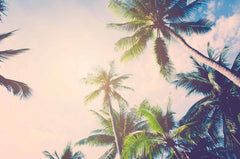 Custom Sunlit Palm Trees Against Sky Wall Mural Wallpaper