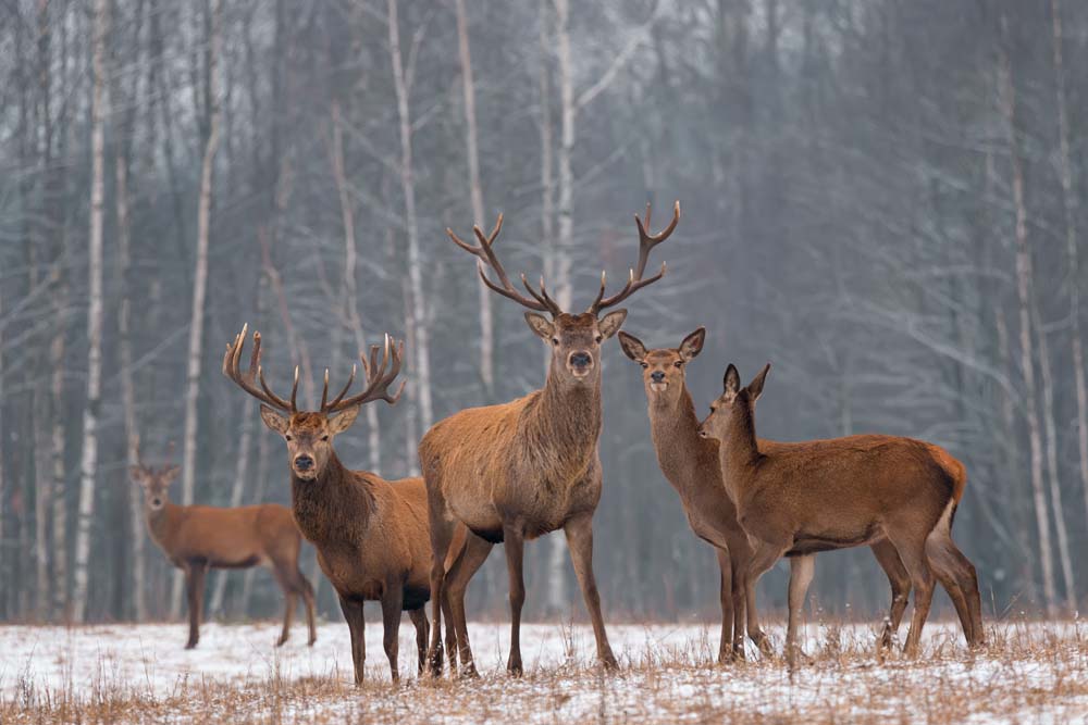 Deer Wall Mural Woodland Forest Wallpaper